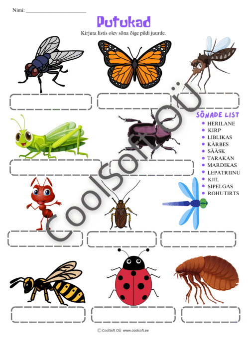 Putukate teemaline tööleht lastele, kus tuleb kirjutada putukate nimed õigete piltide juurde.
