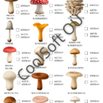 Lastele mõeldud tööleht, kus tuleb märkida, millised seened on söödavad ja millised mittesöödavad – kukeseen, kärbseseen, šampinjon, riisikas ja teised. 🍄🌲